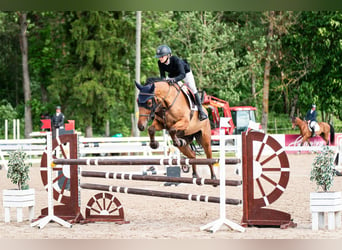 Otras razas, Caballo castrado, 6 años, 175 cm, Castaño