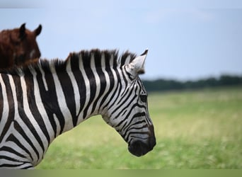 Otras razas, Caballo castrado, 6 años, Negro