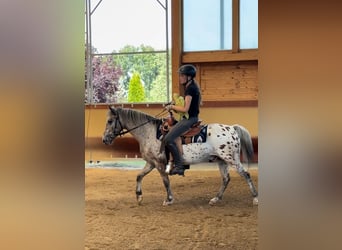 Otras razas, Caballo castrado, 7 años, 136 cm, Atigrado/Moteado