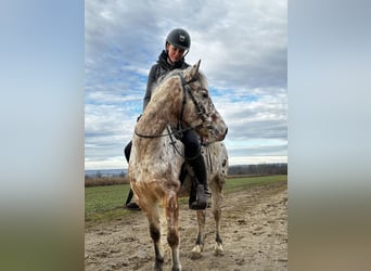 Otras razas, Caballo castrado, 7 años, 136 cm, Atigrado/Moteado