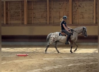 Otras razas, Caballo castrado, 7 años, 136 cm, Atigrado/Moteado