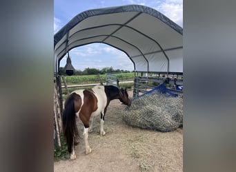 Otras razas, Caballo castrado, 7 años, 138 cm, Pío