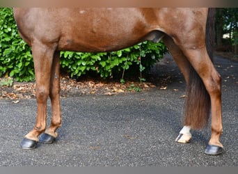 Otras razas, Caballo castrado, 7 años, 143 cm, Alazán