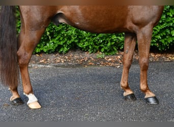 Otras razas, Caballo castrado, 7 años, 143 cm, Alazán