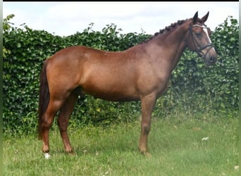 Otras razas, Caballo castrado, 7 años, 143 cm, Alazán