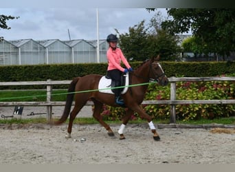 Otras razas, Caballo castrado, 7 años, 143 cm, Alazán