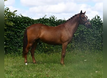 Otras razas, Caballo castrado, 7 años, 143 cm, Alazán