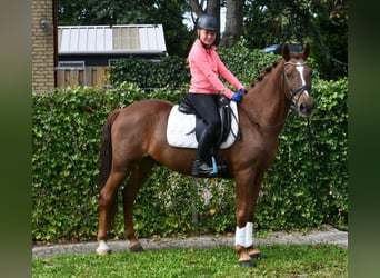 Otras razas, Caballo castrado, 7 años, 143 cm, Alazán