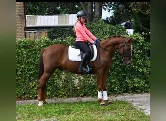 Otras razas, Caballo castrado, 7 años, 143 cm, Alazán