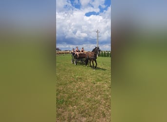 Otras razas, Caballo castrado, 7 años, 143 cm, Castaño oscuro