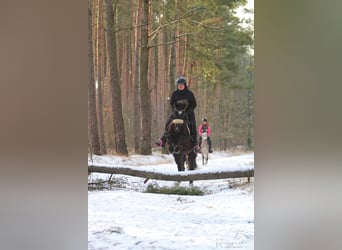 Otras razas, Caballo castrado, 7 años, 143 cm, Castaño oscuro