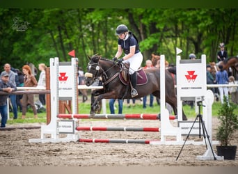 Otras razas, Caballo castrado, 7 años, 143 cm, Castaño oscuro