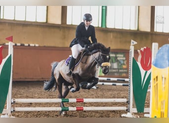 Otras razas, Caballo castrado, 7 años, 143 cm, Castaño oscuro