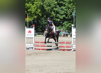 Otras razas, Caballo castrado, 7 años, 143 cm, Castaño oscuro