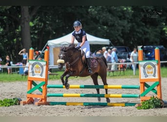 Otras razas, Caballo castrado, 7 años, 143 cm, Castaño oscuro