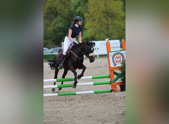 Otras razas, Caballo castrado, 7 años, 143 cm, Castaño oscuro