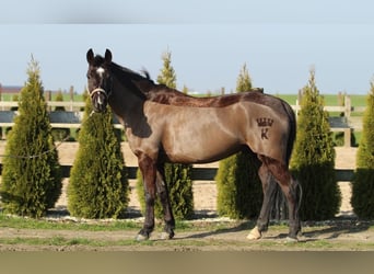 Otras razas, Caballo castrado, 7 años, 143 cm, Castaño oscuro