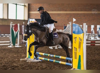 Otras razas, Caballo castrado, 7 años, 143 cm, Castaño oscuro