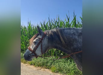 Otras razas, Caballo castrado, 7 años, 143 cm, Tordo rodado