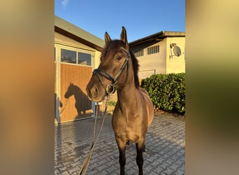 Otras razas, Caballo castrado, 7 años, 147 cm, Bayo