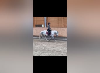 Otras razas, Caballo castrado, 7 años, 148 cm, Tordo rodado
