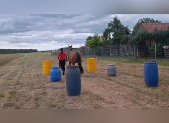 Otras razas, Caballo castrado, 7 años, 150 cm, Castaño