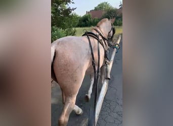 Otras razas Mestizo, Caballo castrado, 7 años, 151 cm, Ruano alazán