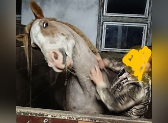 Otras razas Mestizo, Caballo castrado, 7 años, 151 cm, Ruano alazán