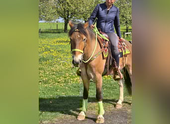 Otras razas, Caballo castrado, 7 años, 152 cm, Castaño