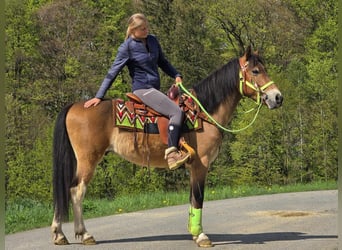 Otras razas, Caballo castrado, 7 años, 152 cm, Castaño