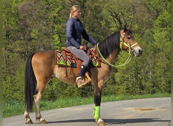 Otras razas, Caballo castrado, 7 años, 152 cm, Castaño