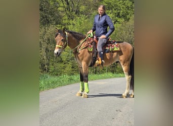Otras razas, Caballo castrado, 7 años, 152 cm, Castaño