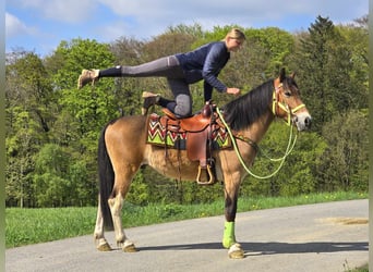 Otras razas, Caballo castrado, 7 años, 152 cm, Castaño