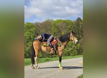 Otras razas, Caballo castrado, 7 años, 152 cm, Castaño