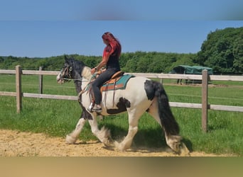 Otras razas, Caballo castrado, 7 años, 153 cm, Pío