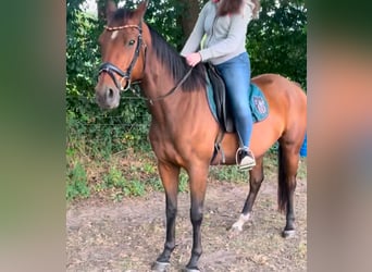 Otras razas, Caballo castrado, 7 años, 155 cm, Castaño