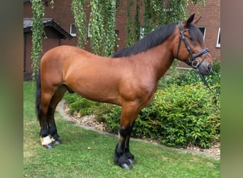 Otras razas, Caballo castrado, 7 años, 156 cm, Castaño