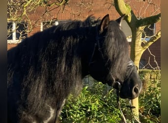 Otras razas, Caballo castrado, 7 años, 158 cm, Negro