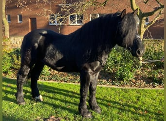 Otras razas, Caballo castrado, 7 años, 158 cm, Negro