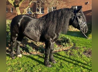 Otras razas, Caballo castrado, 7 años, 158 cm, Negro