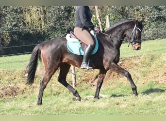 Otras razas, Caballo castrado, 7 años, 159 cm, Castaño oscuro