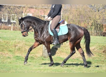 Otras razas, Caballo castrado, 7 años, 159 cm, Castaño oscuro