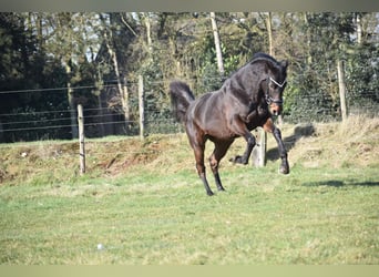 Otras razas, Caballo castrado, 7 años, 159 cm, Castaño oscuro