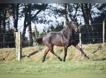 Otras razas, Caballo castrado, 7 años, 159 cm, Castaño oscuro