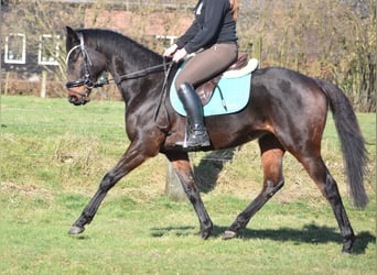 Otras razas, Caballo castrado, 7 años, 159 cm, Castaño oscuro