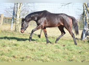 Otras razas, Caballo castrado, 7 años, 159 cm, Castaño oscuro