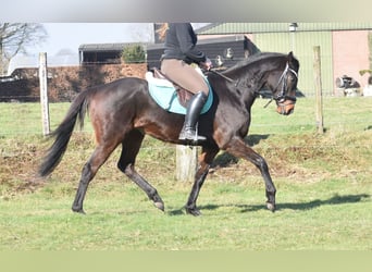 Otras razas, Caballo castrado, 7 años, 159 cm, Castaño oscuro