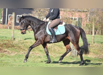 Otras razas, Caballo castrado, 7 años, 159 cm, Castaño oscuro