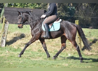 Otras razas, Caballo castrado, 7 años, 159 cm, Castaño oscuro