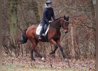 Otras razas, Caballo castrado, 7 años, 160 cm, Castaño